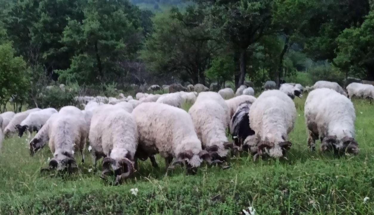 Ovca i koza mogu biti kurban samo za jednu osobu - Avaz