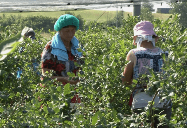 Bihać: Kako bi izvezli borovnice, umjesto 500 metara, do granice moraju 200 km