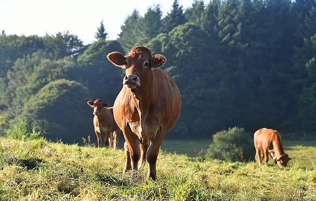 Ženu pregazilo stado krava, bila vegetarijanka