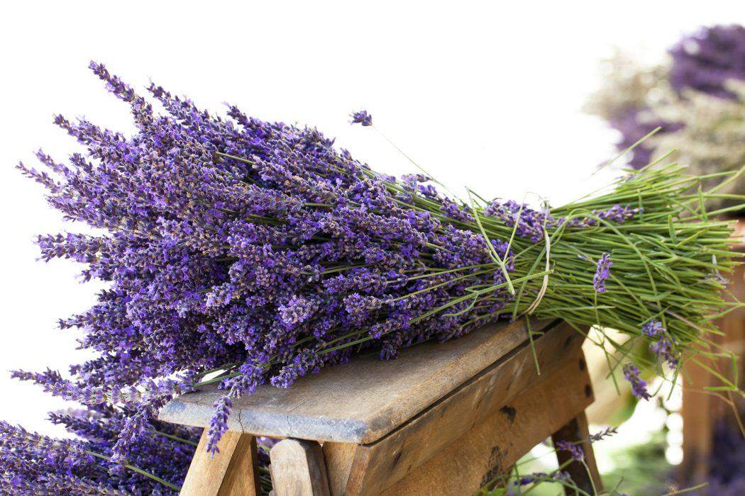 Lavanda je poznata po svom divnom mirisu i prelijepoj ljubičastoj boji - Avaz