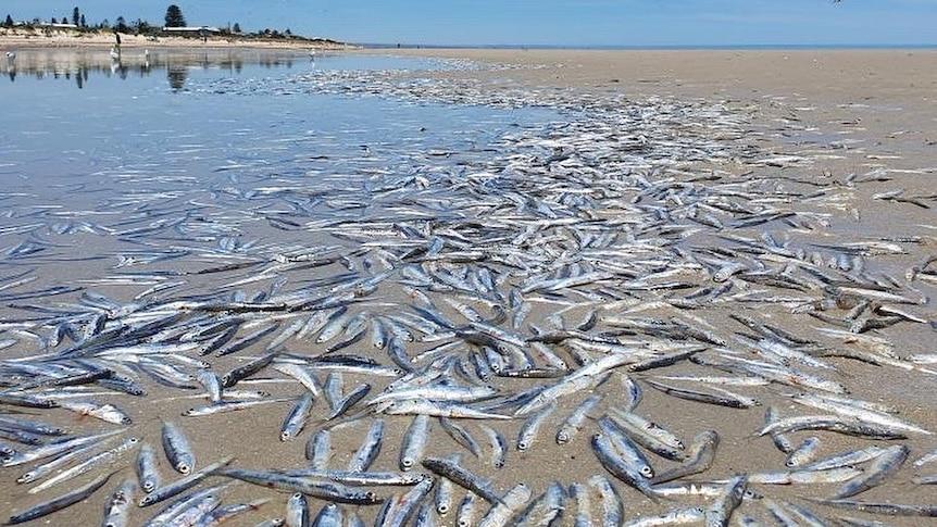 Stotine mrtvih riba na plaži u Australiji - Avaz