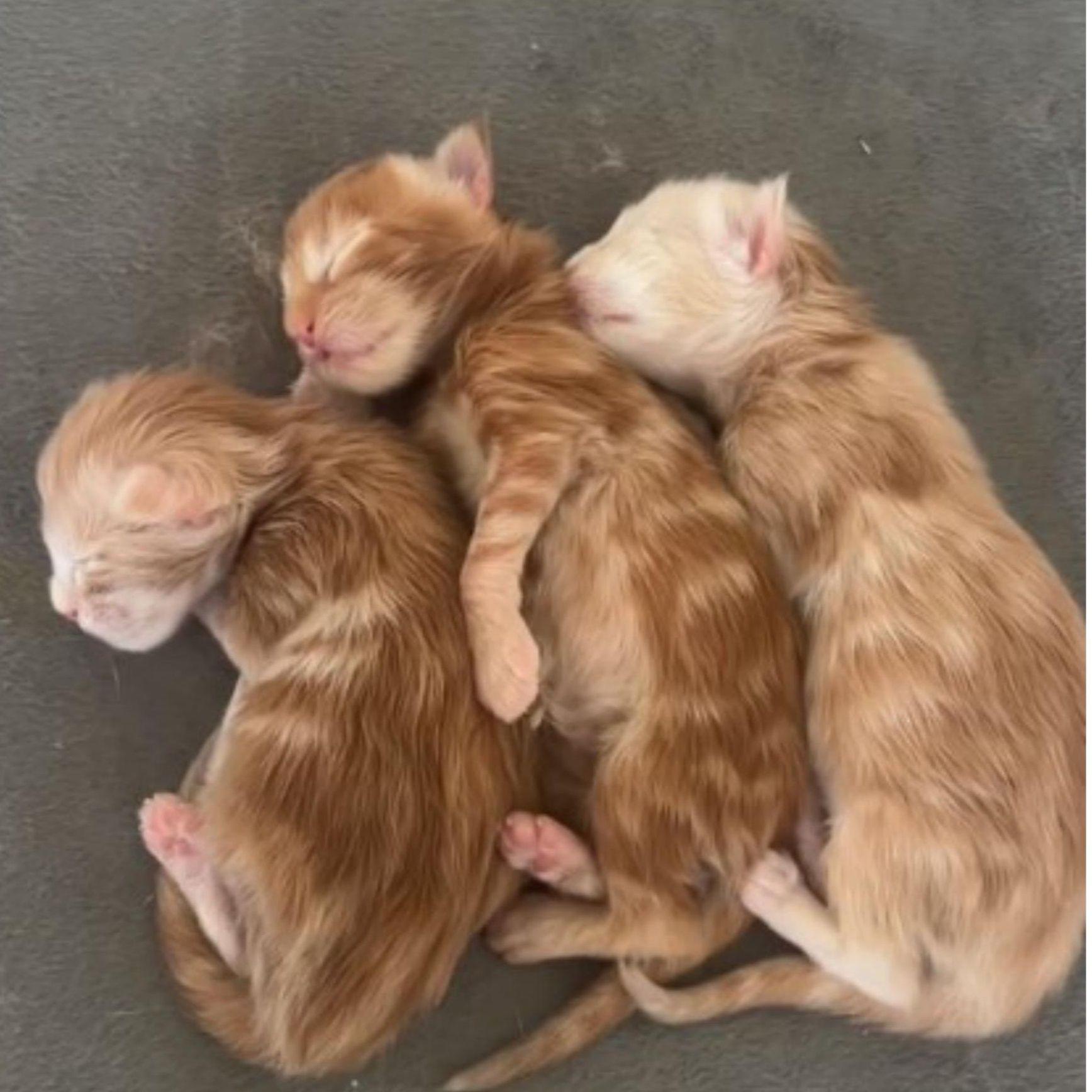 Vlasnik snimio uspavane mačiće: Možete li po čupercima prepoznati koje su pasmine