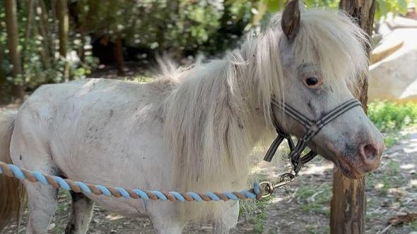 Krdo odbacilo ponija deformiranog kopita: Završila je u azilu, čuvaju je mačke