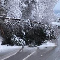 Drvo palo na cestu kod Turbeta, saobraćaj usporen