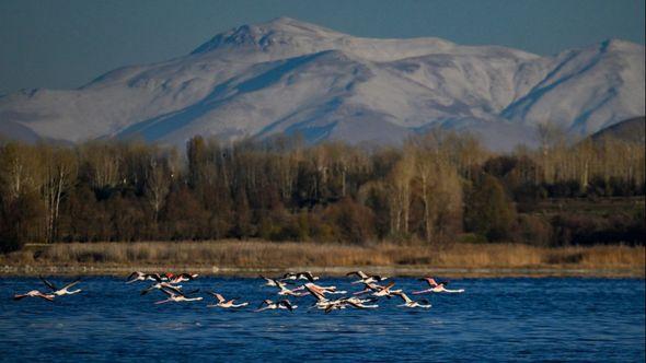 Jezero Van: Jata flamingosa - Avaz