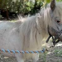 Krdo odbacilo ponija deformiranog kopita: Završila je u azilu, čuvaju je mačke