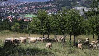 Crveni križ KS organizira akciju prikupljanja kurbanskog mesa za Centralnu kuhinju