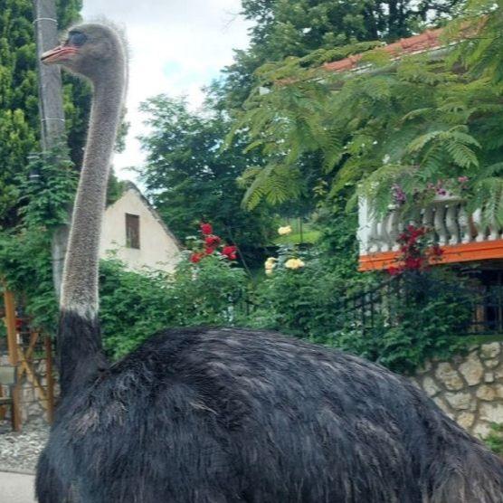 "Avaz" saznaje: Noj koji je danas prošetao ulicama Gračanice doživio šok, morali ga uspavati