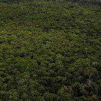 Skoro polovina Amazonskih šuma mogla bi nestati do 2050. godine