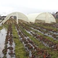 Poljoprivrednici u Janji zbrajaju štetu, sezona unaprijed izgubljena