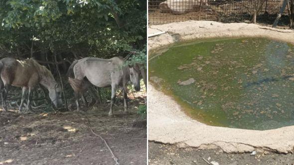 Suša na Smetovima kod Zenice - Avaz