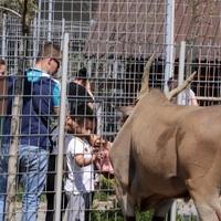 Brojni posjetioci u zološkom vrtu u Tuzli