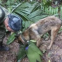 Dvije sedmice nakon pada aviona u džungli pronađeno četvero nestalih putnika