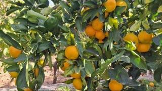 Federalna sanitarna inspekcija zabranila uvoz mandarina iz Hrvatske zbog pesticida