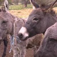 Ne mogu proizvesti koliko se traži: Na istoku Hercegovine se bave poljoprivredom, imaju i jedinu farmu magaraca u ovom dijelu BiH