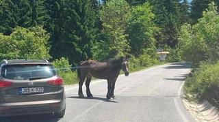 Video / Pogledajte kako je konj blokirao put prema Trebeviću