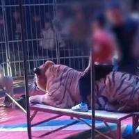 Nakon ovog snimka zatvoren je popularni cirkus u Kini: Djeca jašu tigra, a roditelji plaćaju