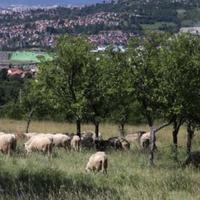 Crveni križ KS organizira akciju prikupljanja kurbanskog mesa za Centralnu kuhinju