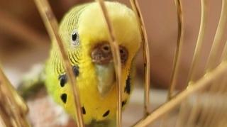 Ptice kućni ljubimci mogu doživjeti srčani udar: Ovo su simptomi