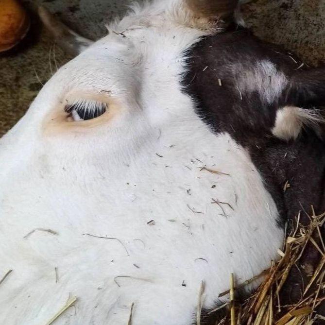 Struja ubila sedam krava kod Prijedora, telad bez kapi mlijeka