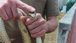 Ovu zmiju ne biste rado sreli: Voli se kupati i u Jadranskom moru