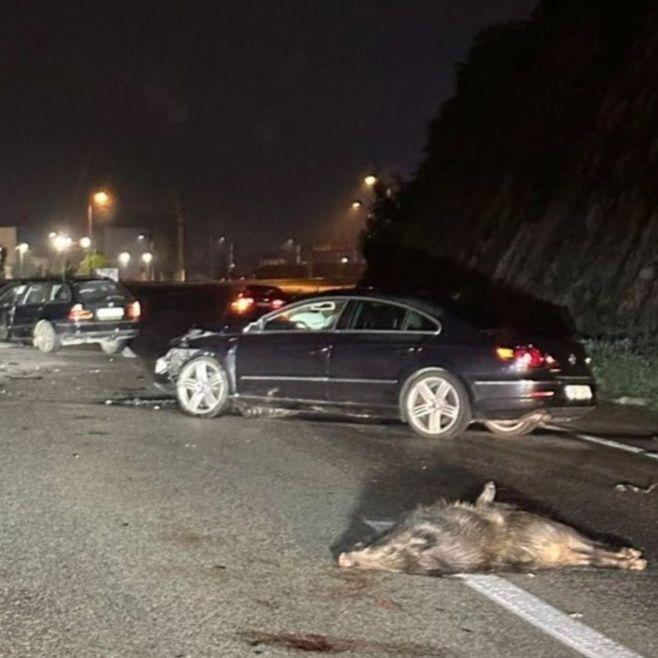 Divlje svinje izazvale dvije nesreće na autoputu: Jedna osoba povrijeđena