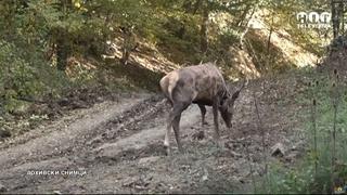 Otkriven krivolov u Lončarima, uhapšena jedna osoba: Ustrijelio jelena "Vilaša"