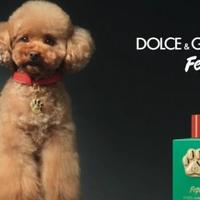 "Dolce & Gabbana" predstavio parfem za pse, veterinari negoduju