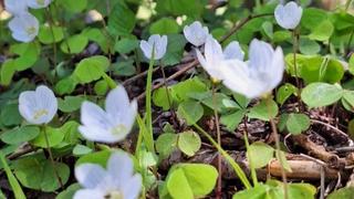 Međunarodni dan zdravlja bilja: BiH među prvih pet zemalja u Evropi po biološkoj raznolikosti