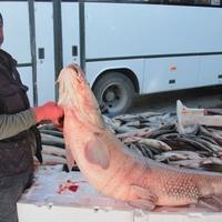 Ribar uhvatio štuku duga 1,05 metara, teška 55 kilograma
