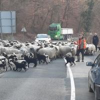 Gužva na regionalnom putu Gračanica-Orašje: Stado ovaca blokiralo cestu, vozači nestrpljivo trubili 