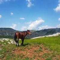 Predstavnici Fondacije "Second": Pomozite konju ne može da se osloni na prednju lijevu nogu