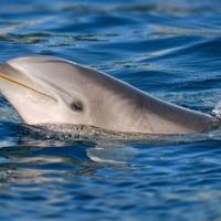 Delfin ugrizao više od 50 ljudi u Japanu: Možda je usamljen