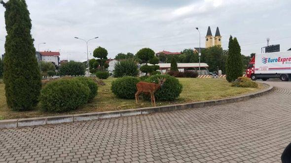 Lane na kružnom toku - Avaz