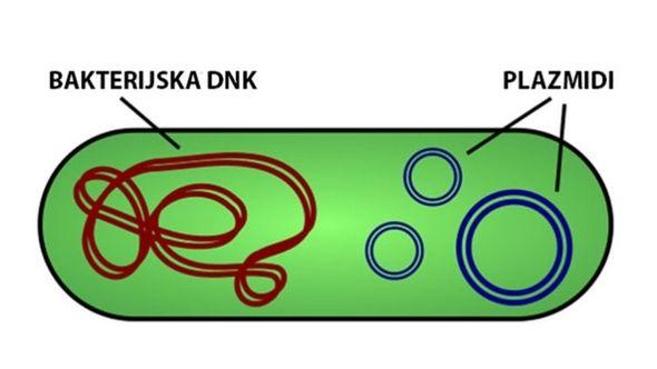Bakterije sadržane u malim lancima - Avaz