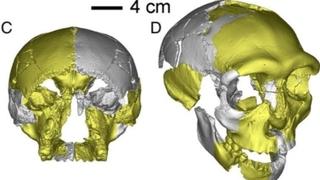 U Kini nađena drevna lobanja: "Ne nalikuje nijednoj ljudskoj pronađenoj do sada"