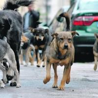 Užas u Bosanskoj Krupi: Čopor pasa lutalica napao majku i dvogodišnje dijete