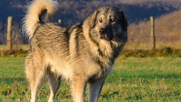 Šarplaninac ugrizao dječaka - Avaz