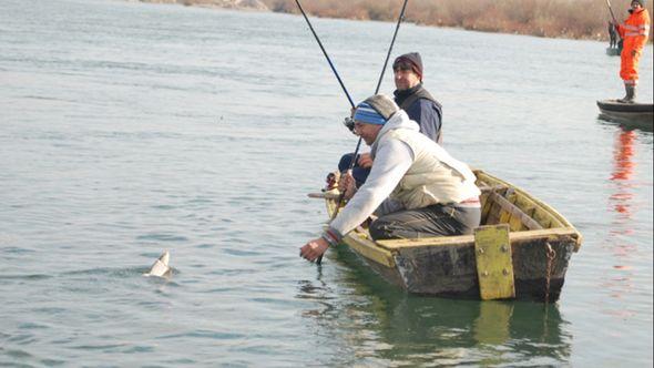 Drina - Avaz