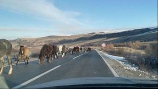 BIHAMK: Na magistralnom putu Livno-Šuica upozoravamo na česte izlaske divljih konja na kolovoz