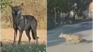 Video / Vuk prošetao sinjskim naseljem, prolazio pored kuća