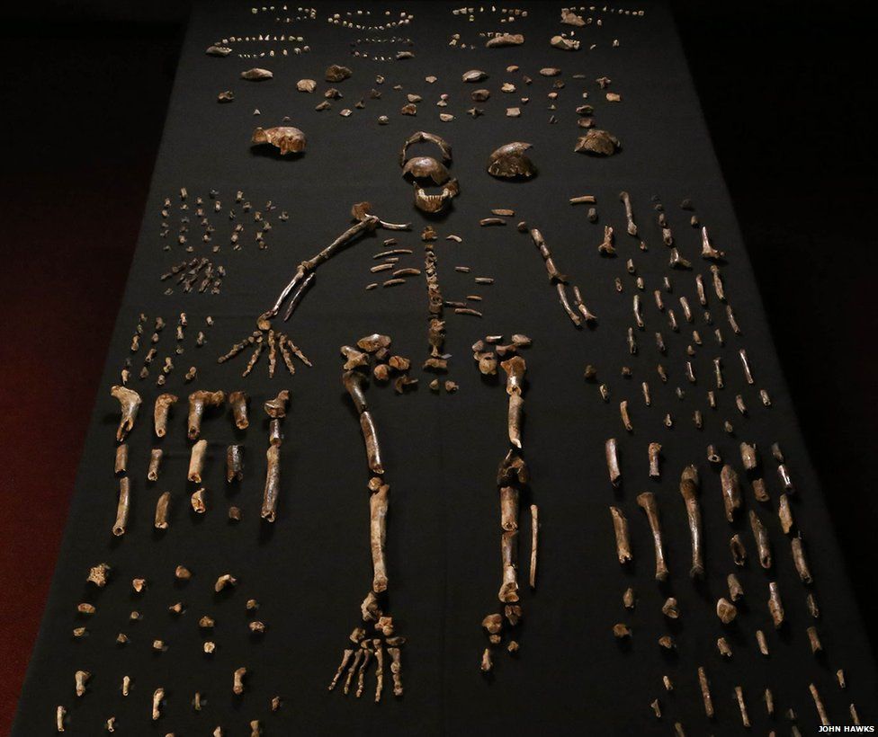 85448683-01-homo-naledi-bone-table-vertical-john-hawks-cc-by